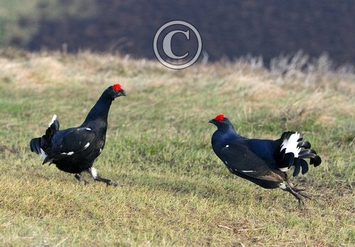 Pair Black Grouse Fighting DM1033